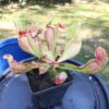 Sarracenia Purpurea Venosa – Image 4
