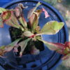 Sarracenia Purpurea Venosa – Image 6