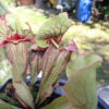 Sarracenia Purpurea Venosa – Image 7