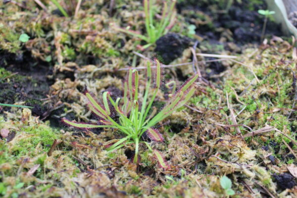 Drosera Capensis Violette
