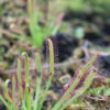 Drosera Capensis Violette – Image 3