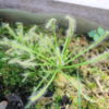 Drosera Capensis Blanche – Image 4