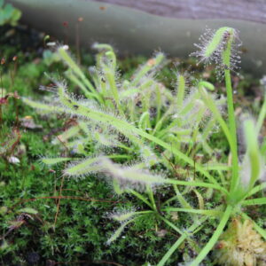 Drosera Capensis Blanche