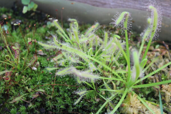 Drosera Capensis Blanche