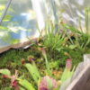 Sarracenia Fiona – Image 2