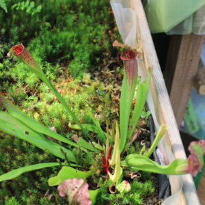 Sarracenia Fiona