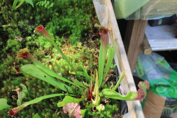 Sarracenia Fiona