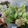 Sarracenia Purpurea Venosa – Image 8