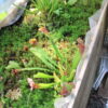 Sarracenia Fiona – Image 3