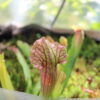 Sarracenia Fiona – Image 5