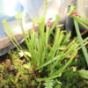 Sarracenia Flava – Image 5