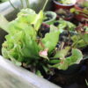 Sarracenia Purpurea Venosa – Image 9