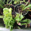 Sarracenia Purpurea Venosa – Image 10