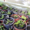 Dionaea Muscipula – Image 2