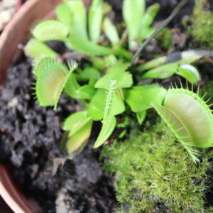 Dionaea Muscipula