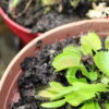 Dionaea Muscipula – Image 7