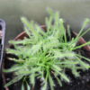Drosera Capensis Blanche – Image 3