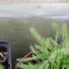 Drosera Capensis Blanche – Image 5