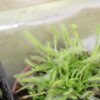 Drosera Capensis Blanche – Image 2