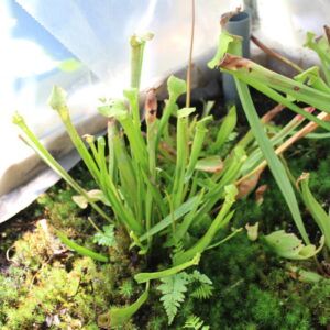 Sarracenia Flava