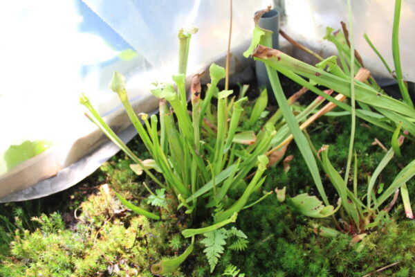 Sarracenia Flava