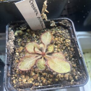 Drosera Andromeda
