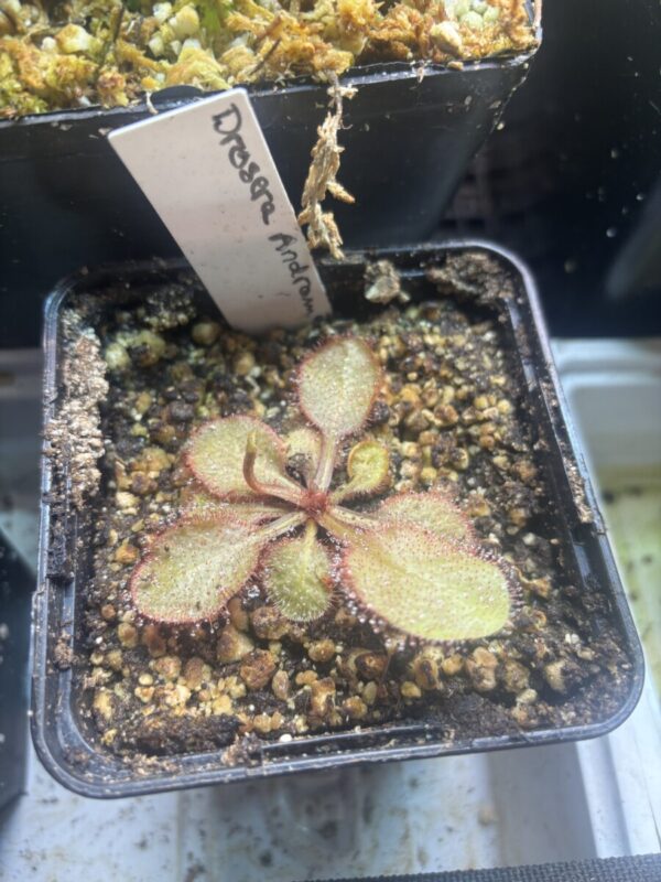 Drosera Andromeda