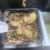 Drosera Andromeda – Image 2