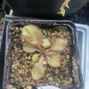 Drosera Andromeda – Image 3