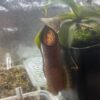 Nepenthes Spathulata x Hamata (BE-3712) – Image 3