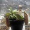 Nepenthes Spathulata x Hamata (BE-3712) – Image 5