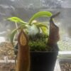 Nepenthes Spathulata x Hamata (BE-3712) – Image 4