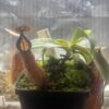 Nepenthes Spathulata x Hamata (BE-3712) – Image 2
