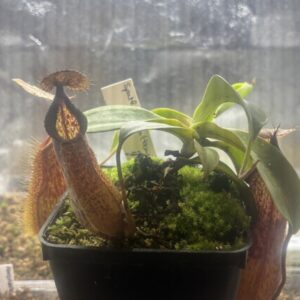 Nepenthes Spathulata x Hamata (BE-3712)
