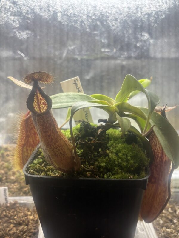 Nepenthes Spathulata x Hamata (BE-3712)