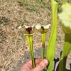 LB05 Sarracenia hybride unique – Image 2