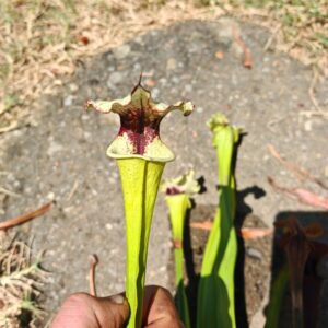 LB05 Sarracenia hybride unique