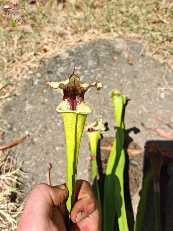 LB05 Sarracenia hybride unique