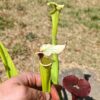 LB05 Sarracenia hybride unique – Image 3