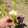LB05 Sarracenia hybride unique – Image 4