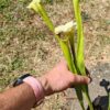 LB05 Sarracenia hybride unique – Image 5