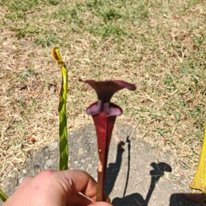 Sarracenia hybride unique LB06