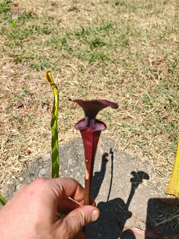 Sarracenia hybride unique LB06