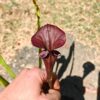 Sarracenia hybride unique LB06 – Image 3