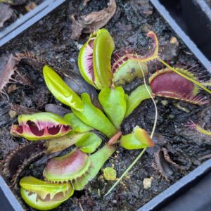 Dionaea Fuzzy Tooth