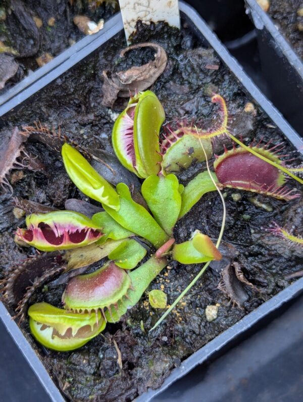 Dionaea Fuzzy Tooth