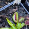 Dionaea Fuzzy Tooth – Image 2