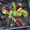 Dionaea Fuzzy Tooth – Image 3