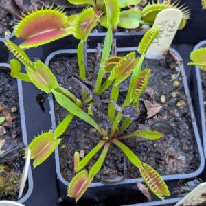 Dionaea Dracula x Purple Giant