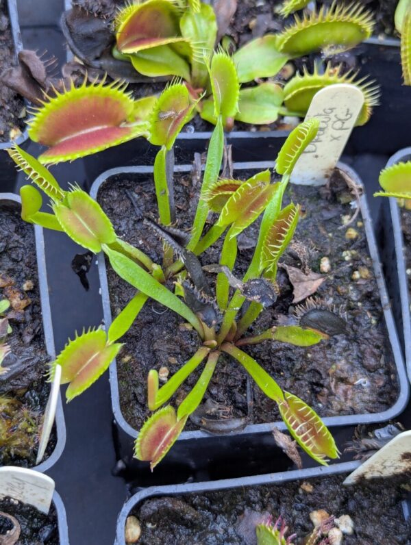 Dionaea Dracula x Purple Giant